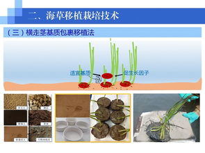 水生生物资源养护先进技术系列连载 五 海草移植栽培技术